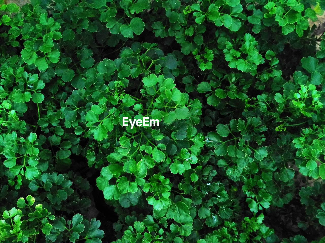 High angle view of flowering plants on field