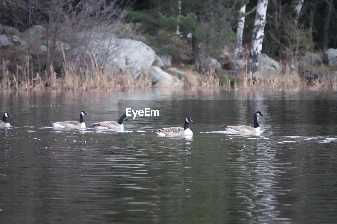 SWANS SWIMMING ON LAKE