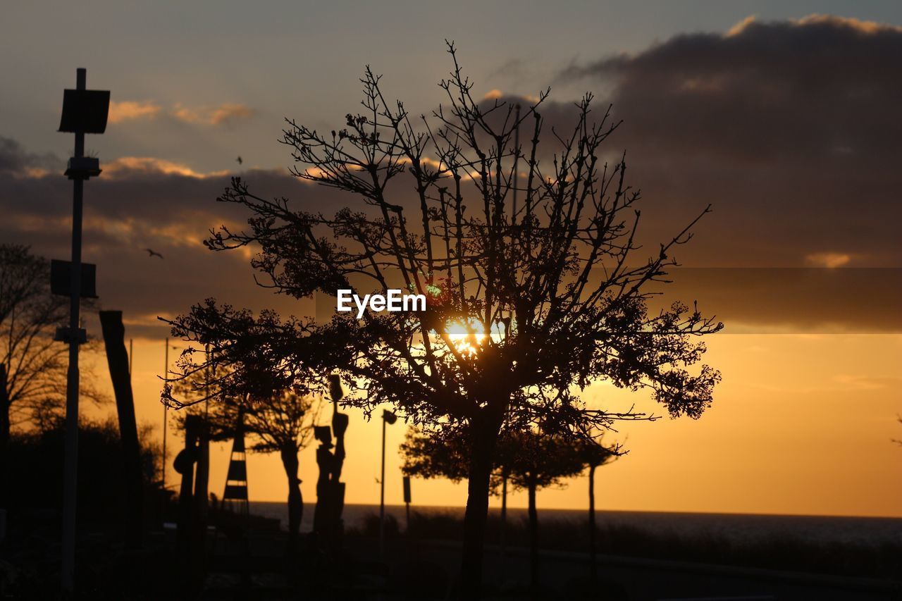 SILHOUETTE TREE AGAINST ORANGE SKY DURING SUNSET