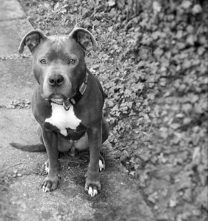 PORTRAIT OF DOG ON GROUND