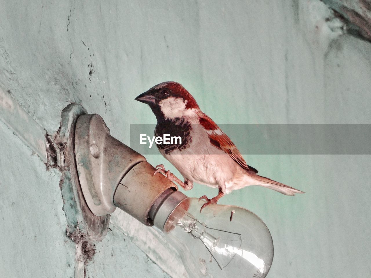 Close-up of bird perching on light bulb