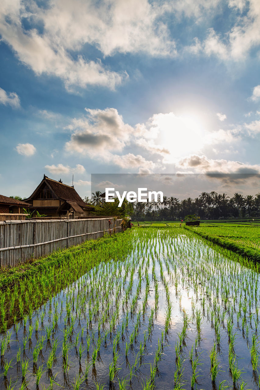 Scenic view of rice field against sky