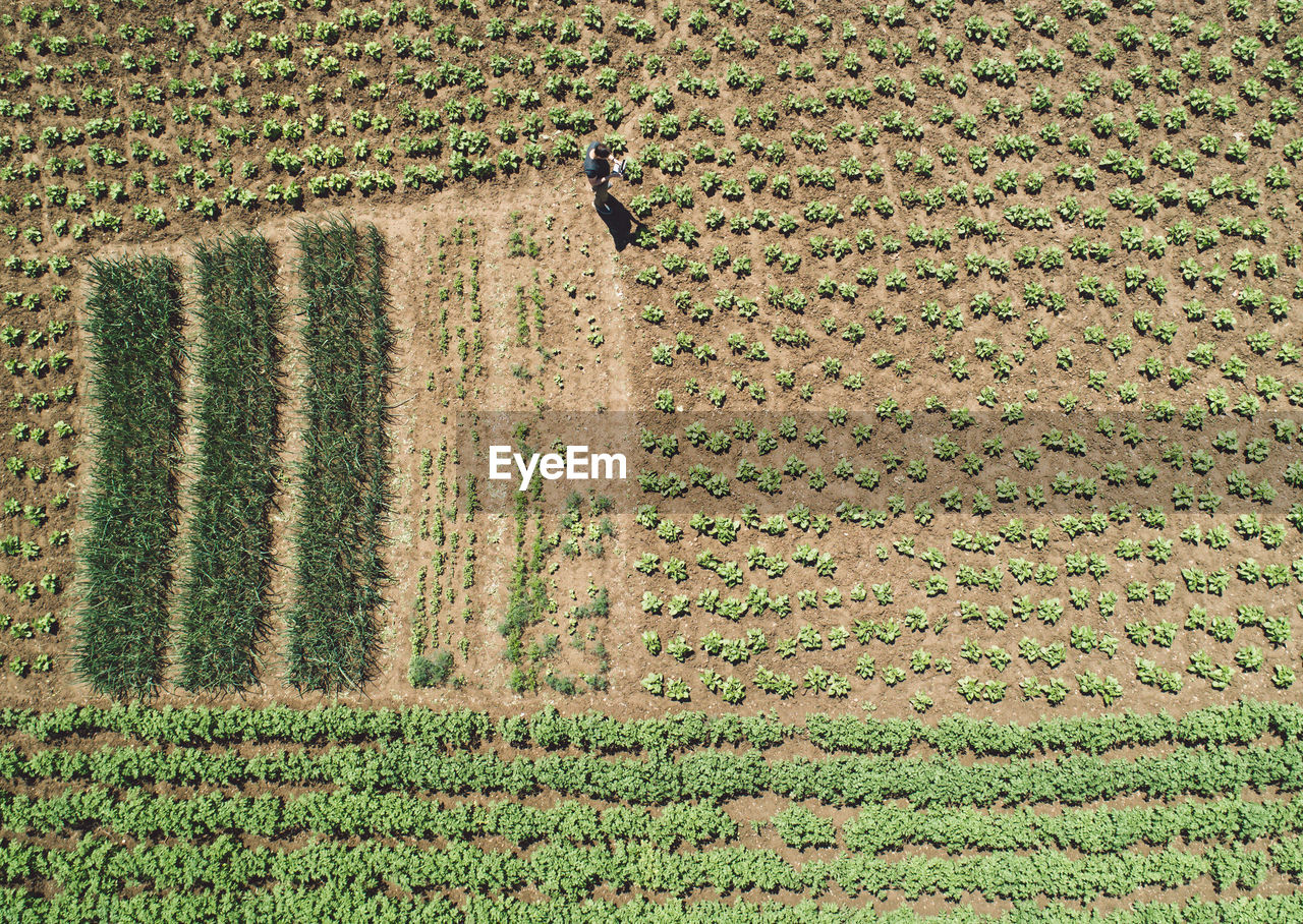 High angle view of man walking on land in farm