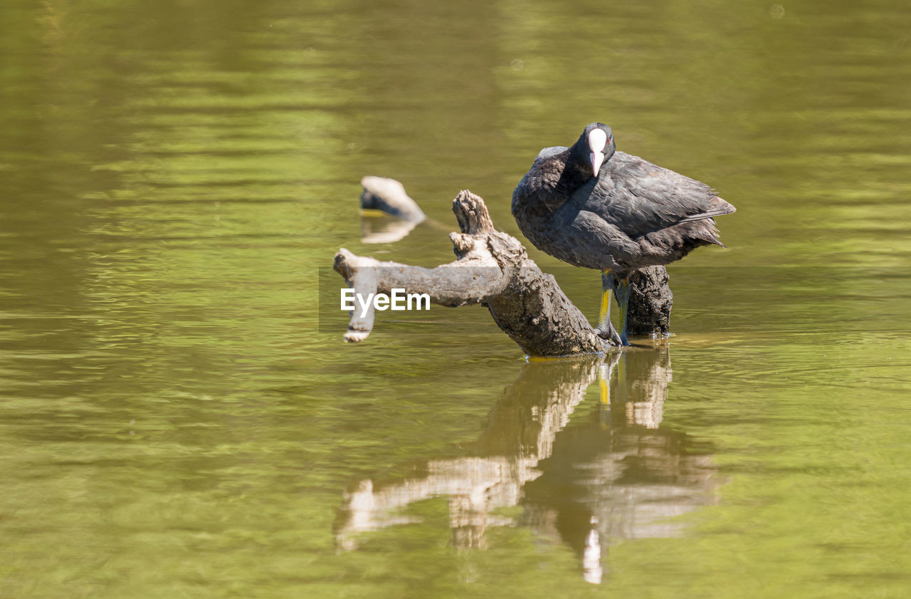 DUCKS SWIMMING ON LAKE