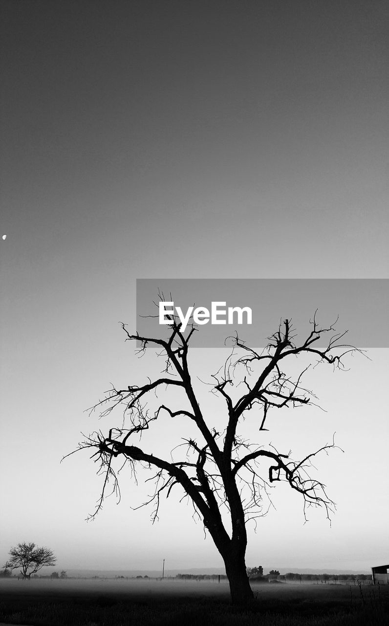 BARE TREES ON LANDSCAPE AGAINST CLEAR SKY