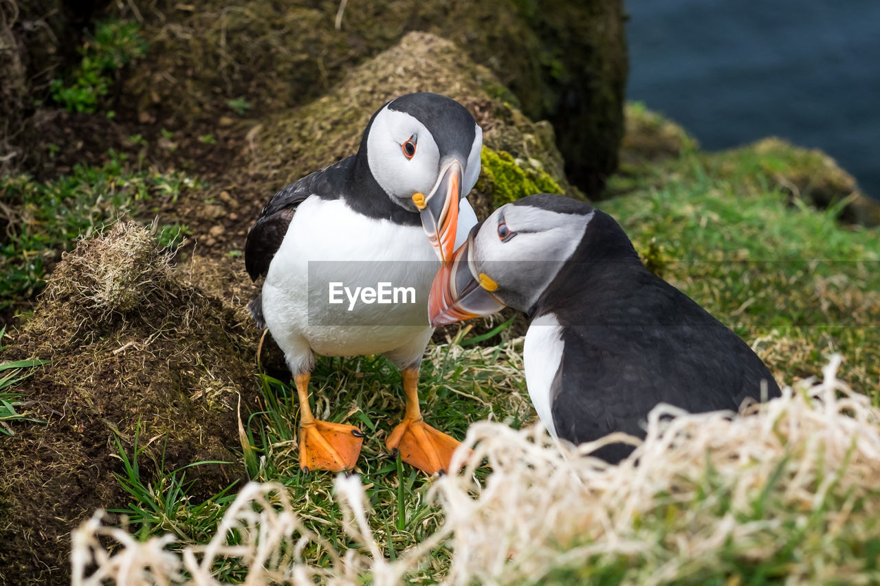 High angle view  of two puffins 