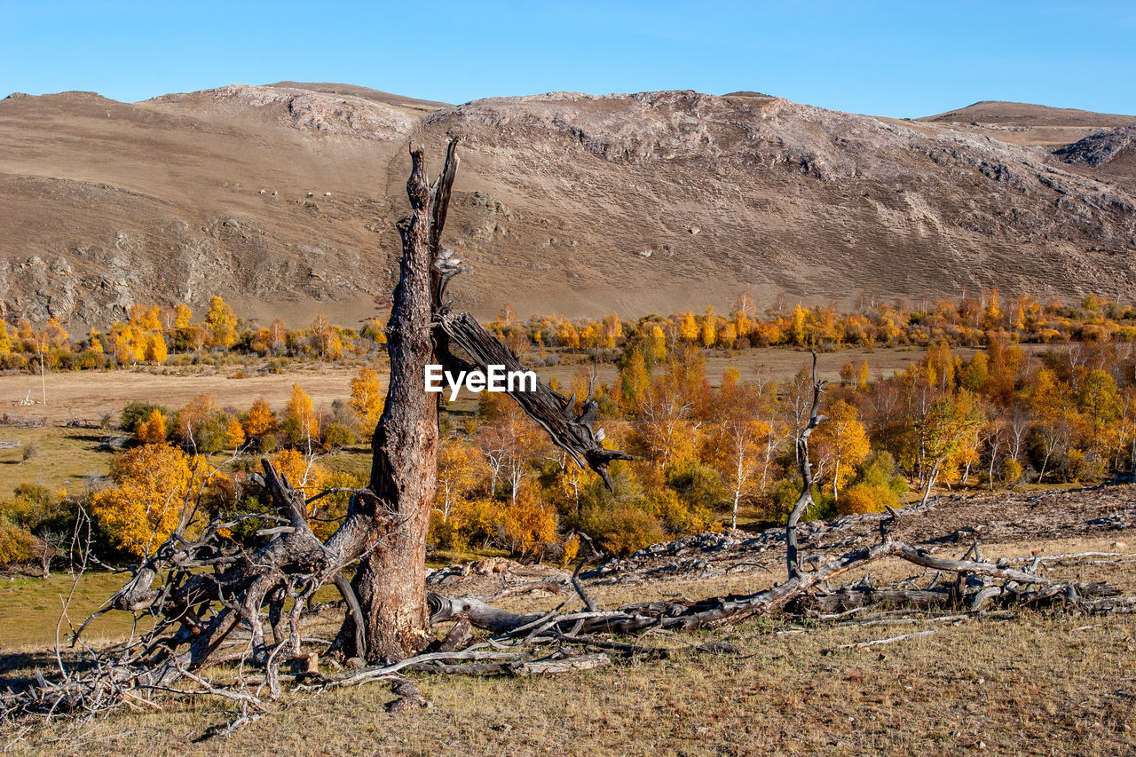 PLANTS GROWING ON LAND AGAINST MOUNTAIN