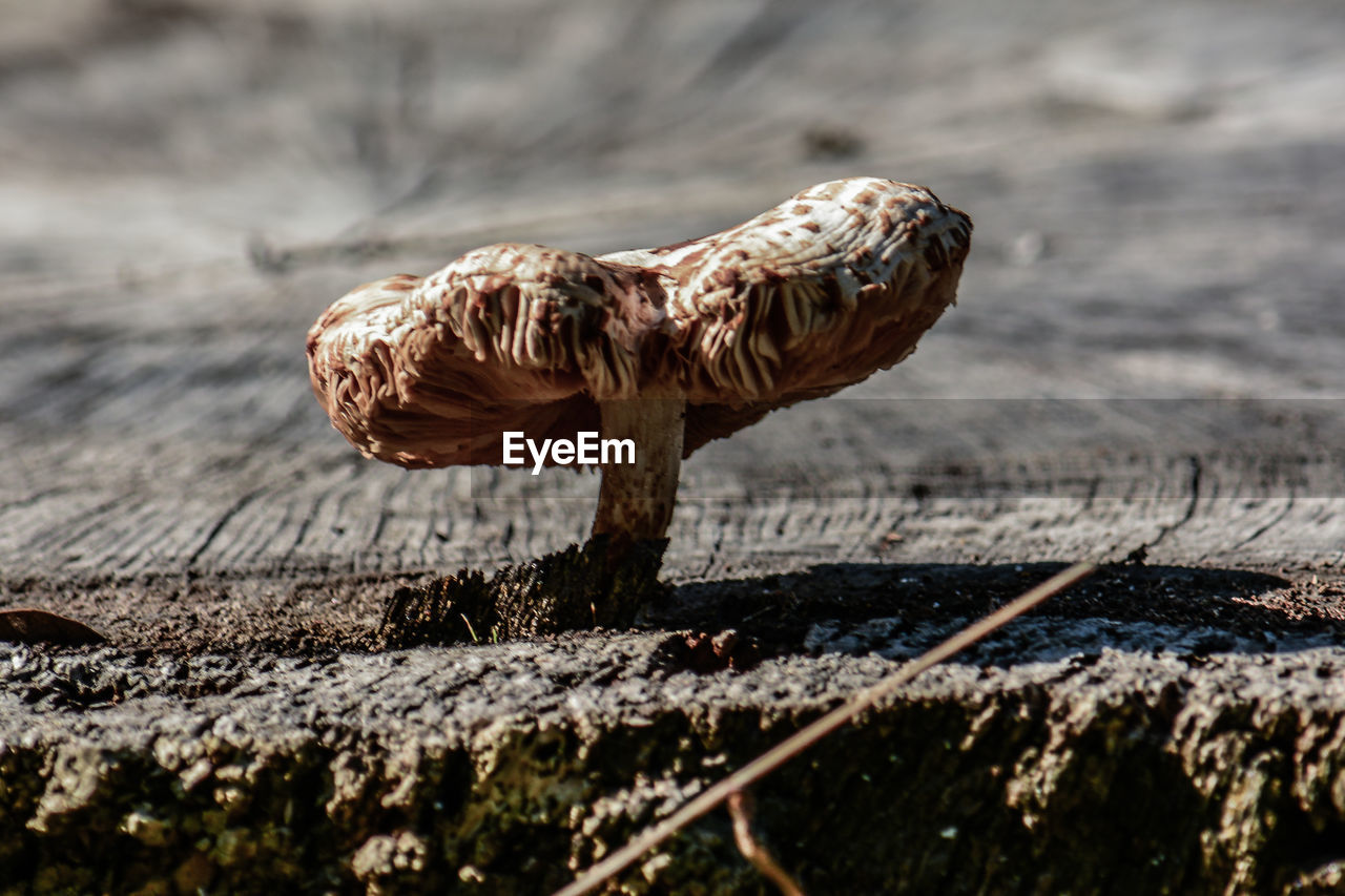 Close-up of mushroom on field