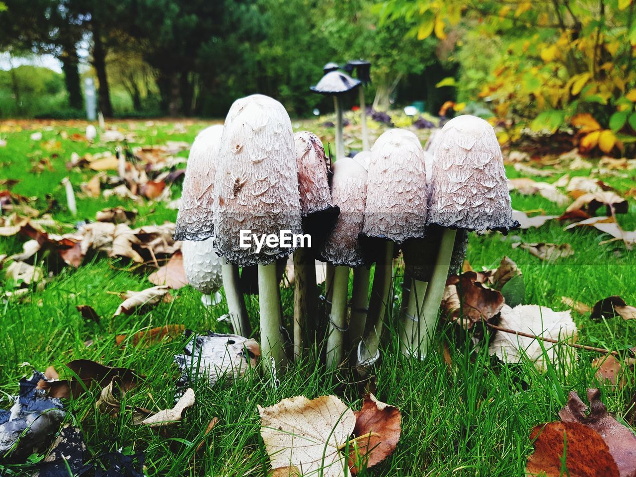 Mushrooms growing on field during autumn