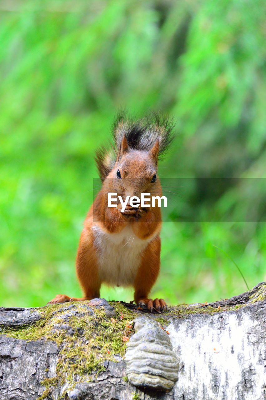 Portrait of squirrel eating nut while standing on log