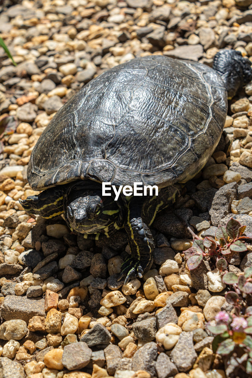 turtle, animal, animal themes, animal wildlife, reptile, tortoise, one animal, shell, wildlife, animal shell, nature, no people, rock, day, tortoise shell, high angle view, close-up, outdoors, sunlight, sea turtle, land