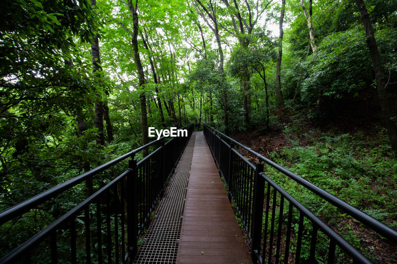 FOOTBRIDGE AMIDST TREES