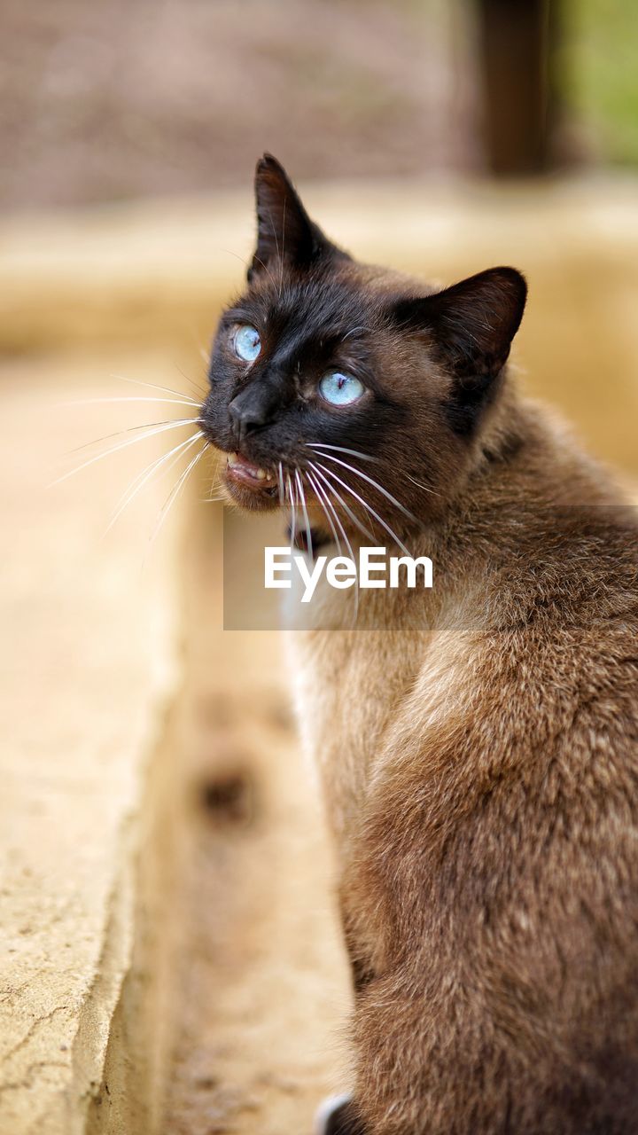 Close-up of a siamese cat looking away