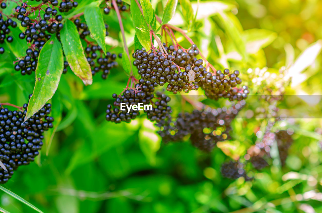 Elderberry, elderberry, european, late summer. medicinal plants. coronavirus treatment