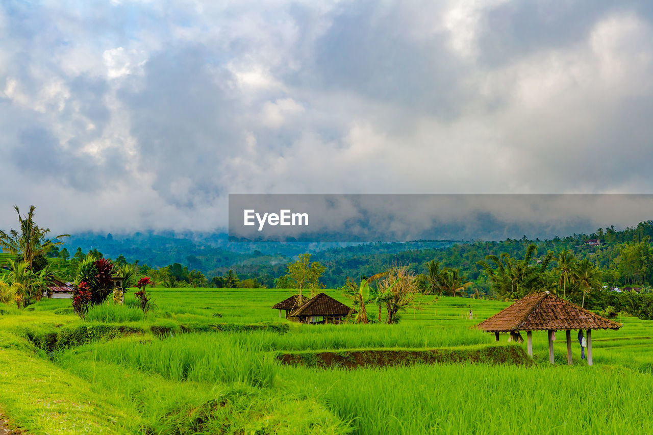 Scenic view of agricultural field against sky