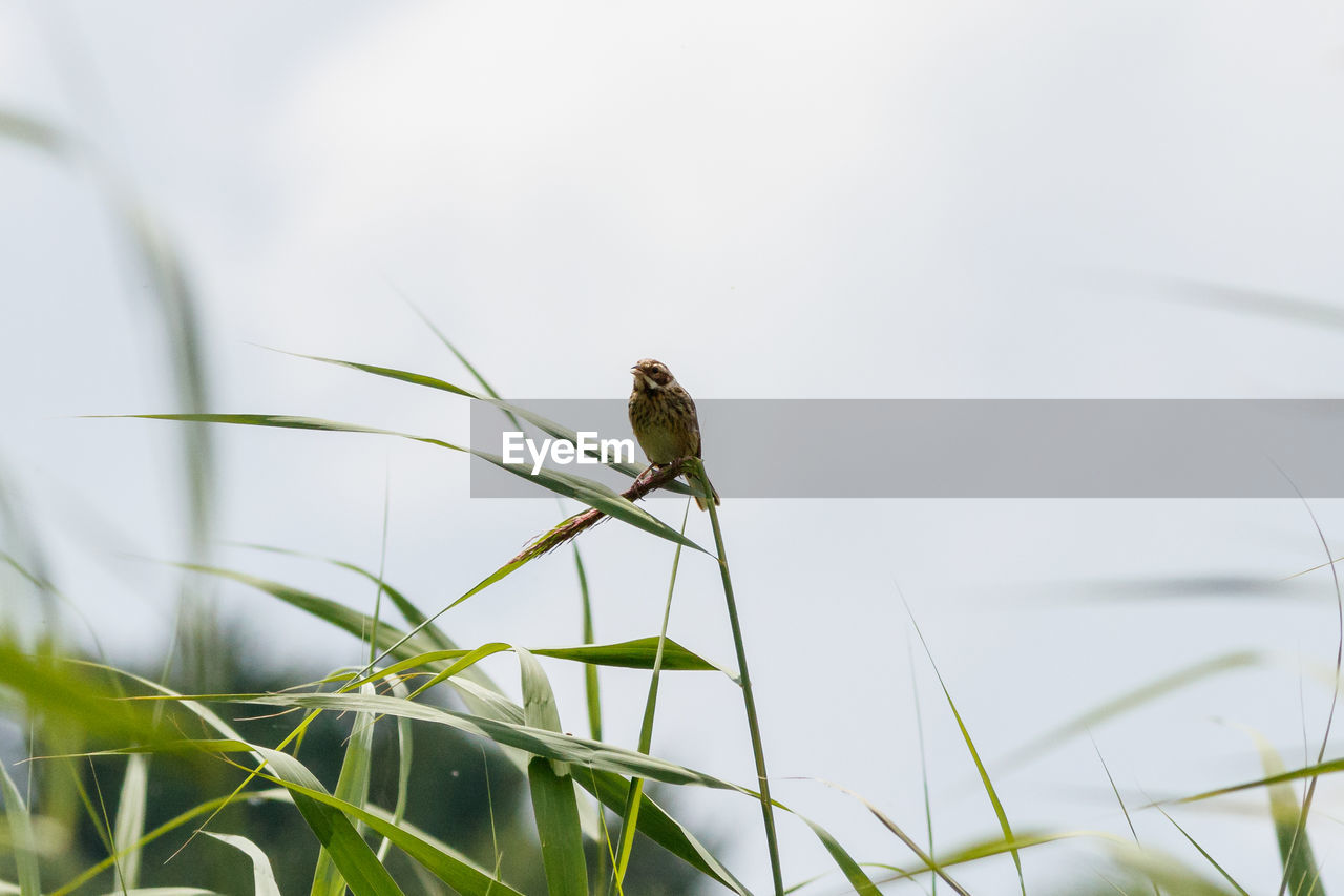 CLOSE-UP OF A BIRD PERCHING ON GRASS AGAINST SKY