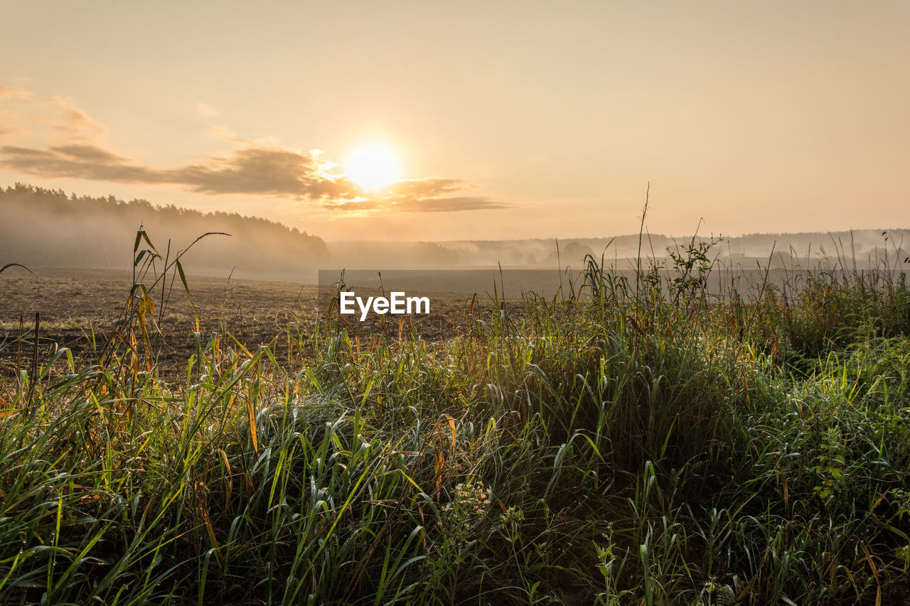 PLANTS GROWING ON FIELD DURING SUNSET