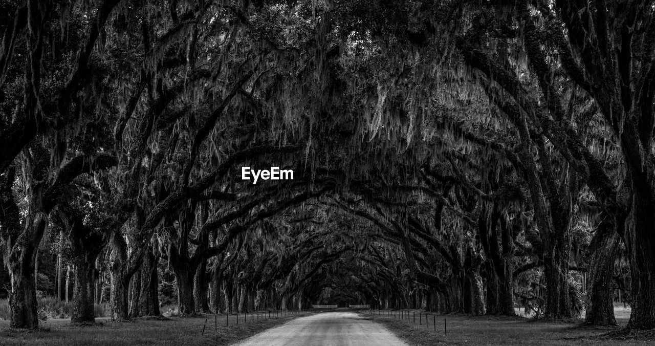 Tree lined road