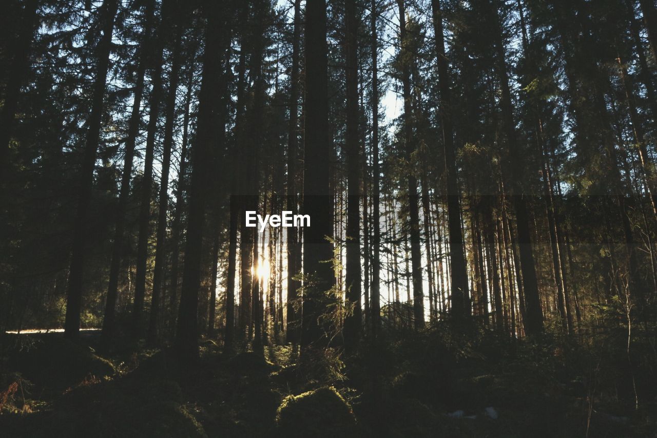 LOW ANGLE VIEW OF TREES IN THE FOREST