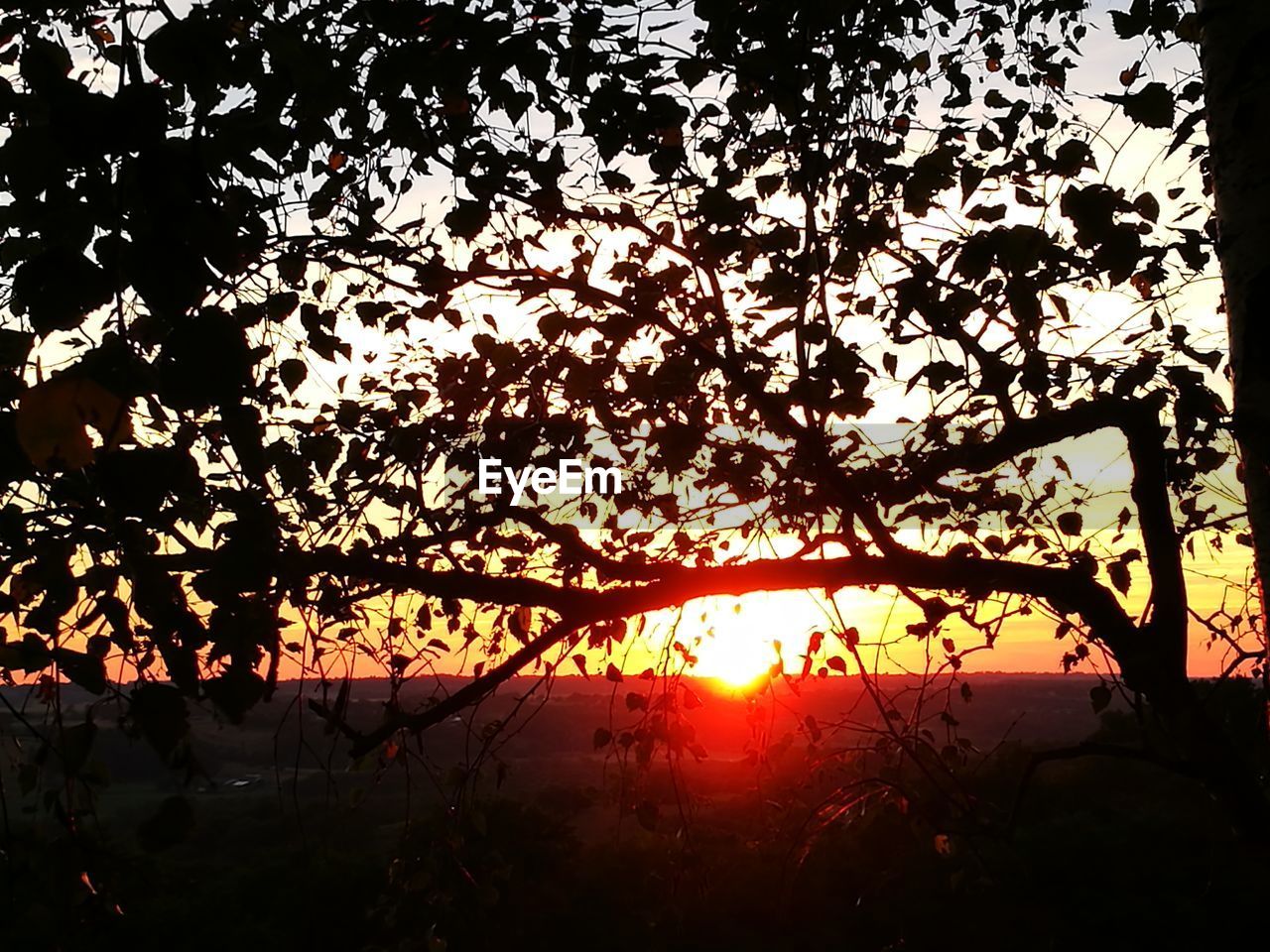 SILHOUETTE OF TREE AGAINST SUNSET SKY