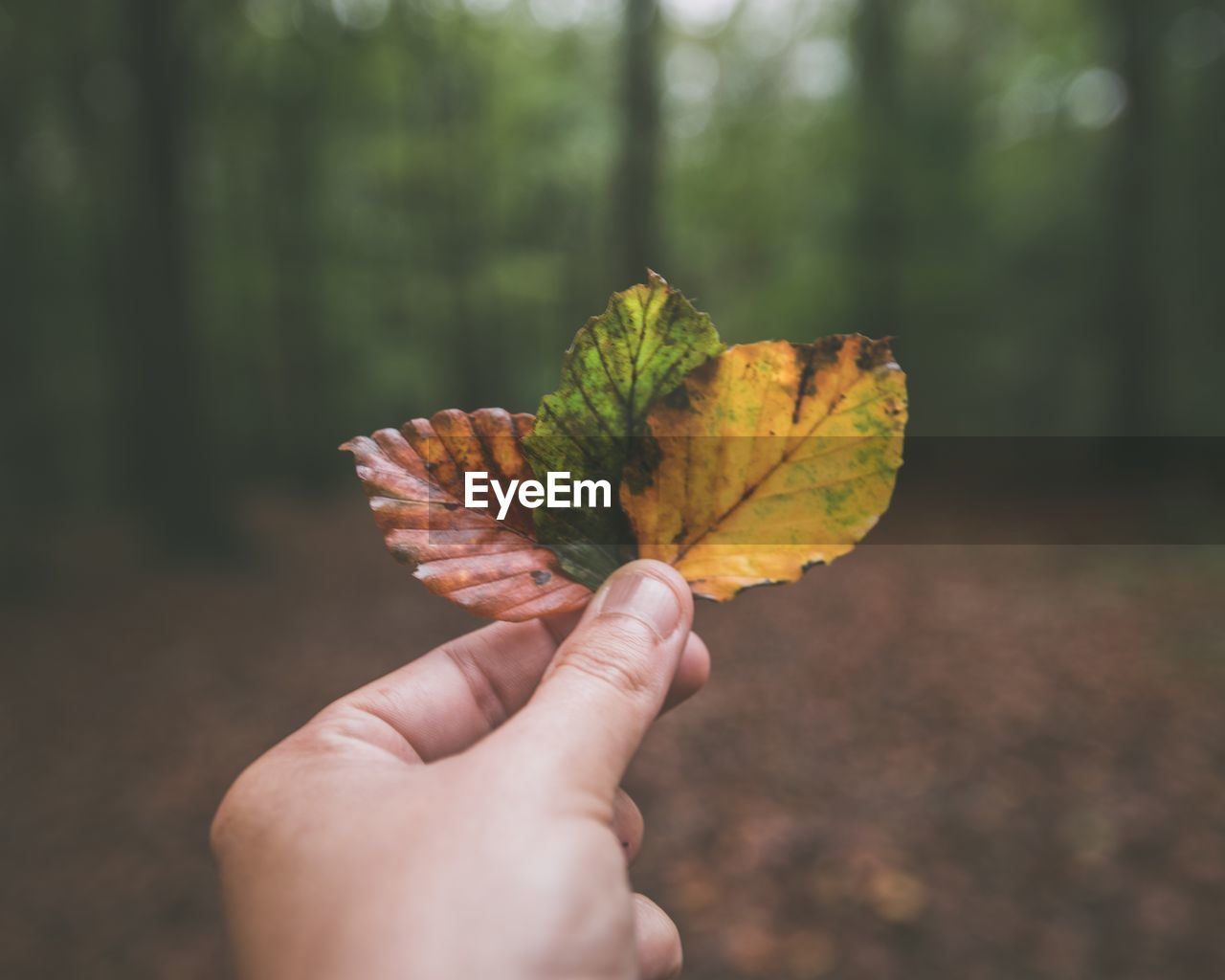 Close-up of hand holding leaves in forest