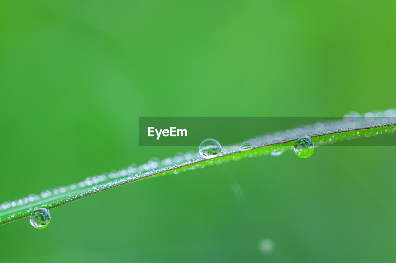 CLOSE-UP OF WATER DROPS ON PLANT LEAVES