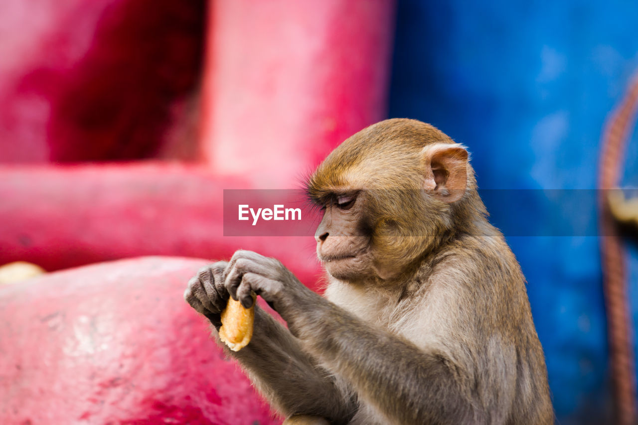 Close-up of monkey holding food