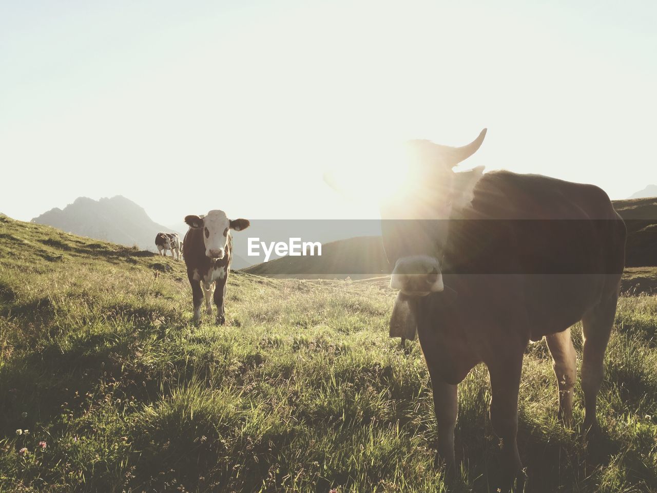 Cattle standing on grassy field