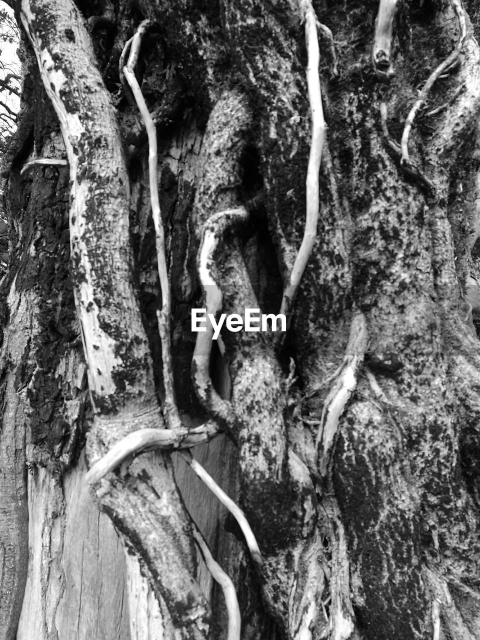 CLOSE-UP OF LIZARD ON TREE