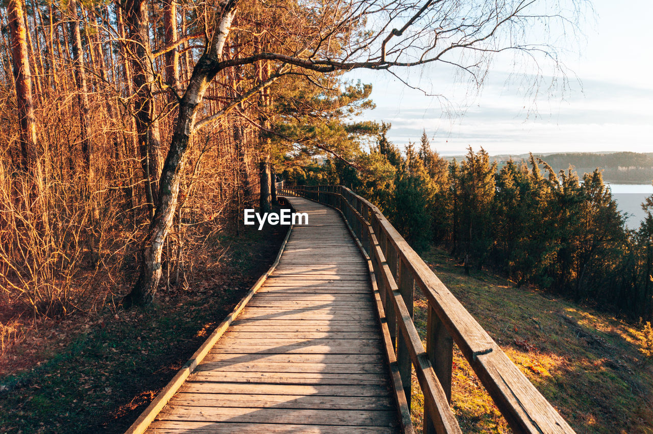 Boardwalk amidst trees in forest during autumn