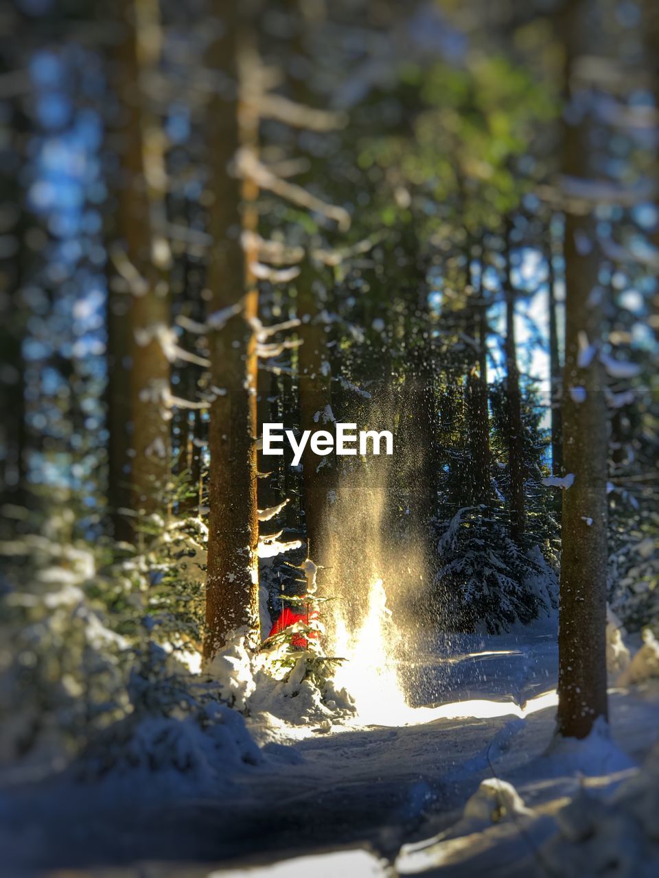 TREES IN SNOW DURING WINTER