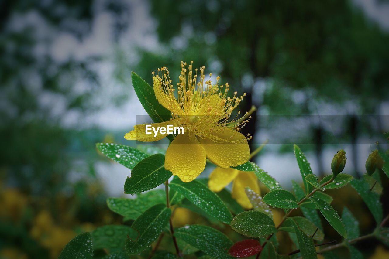 Close-up of yellow flowering plant