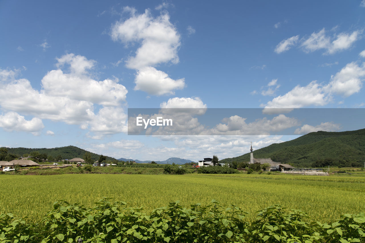 Scenic view of field against sky