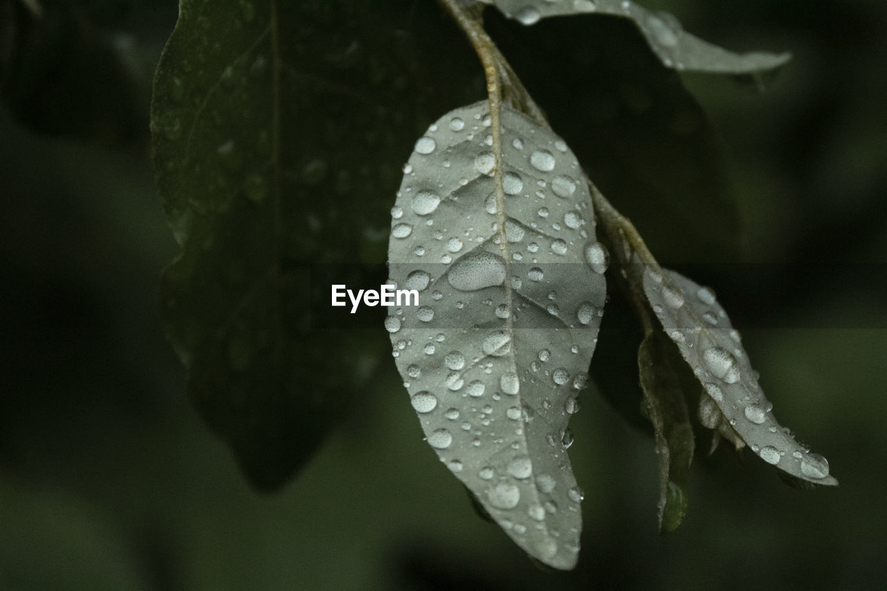 Close-up of raindrops on leaf