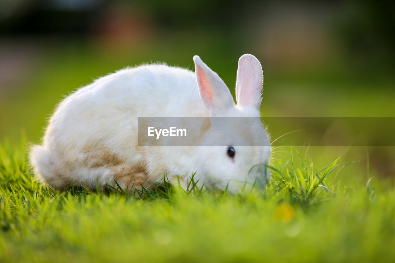 WHITE RABBIT IN FIELD