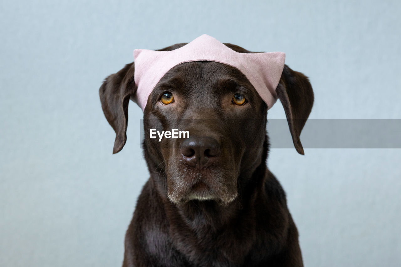 A chocolate labrador retriever dog