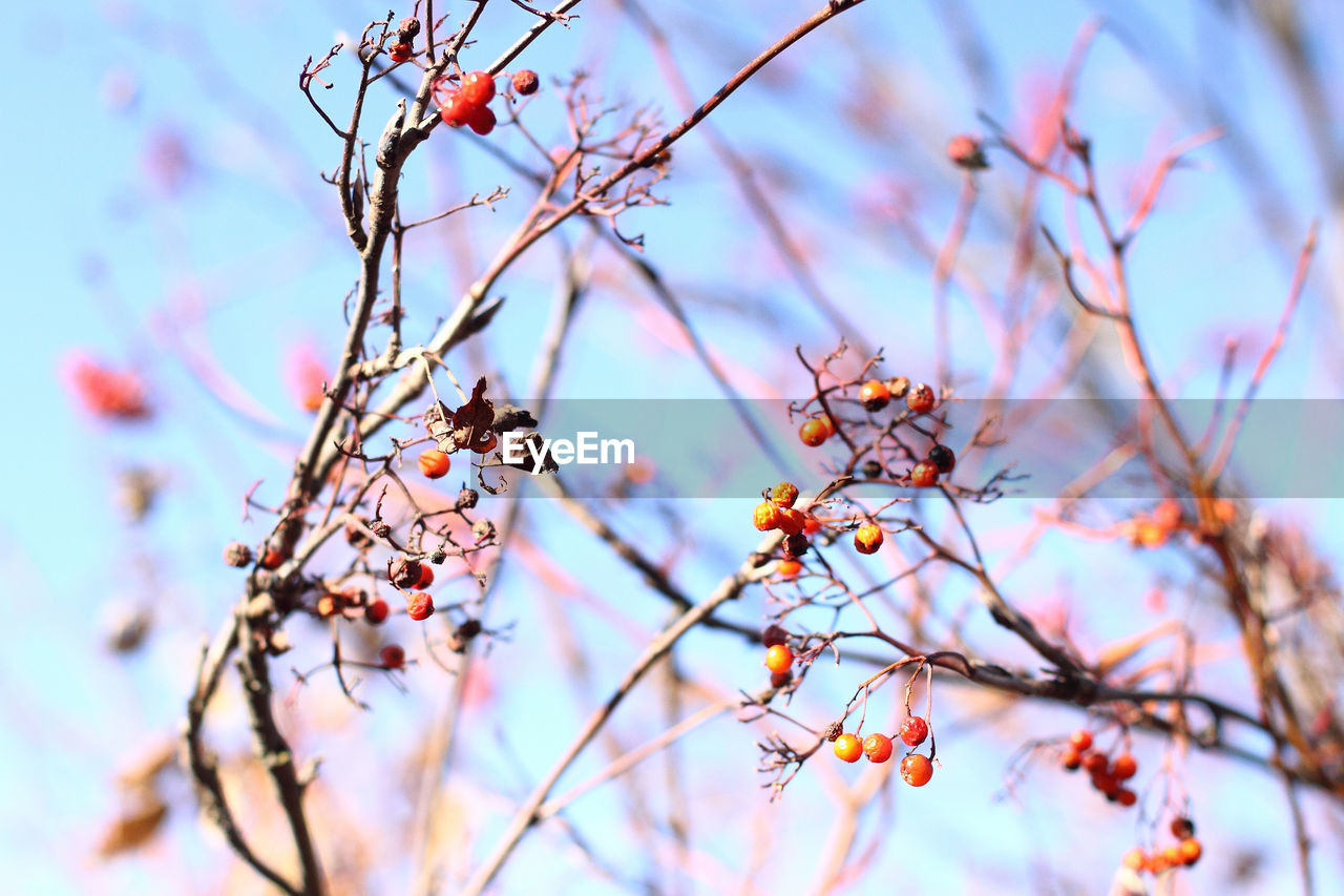 Low angle view of rowanberries on tree