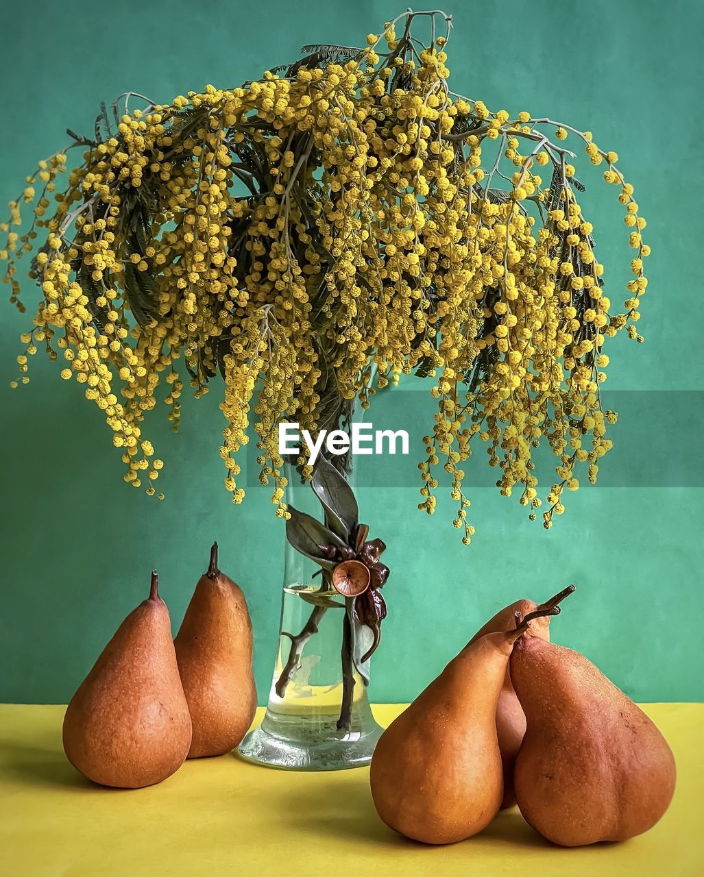 Close-up of five bosc pears underneath golden wattle flowers in vintage vase on colored background.