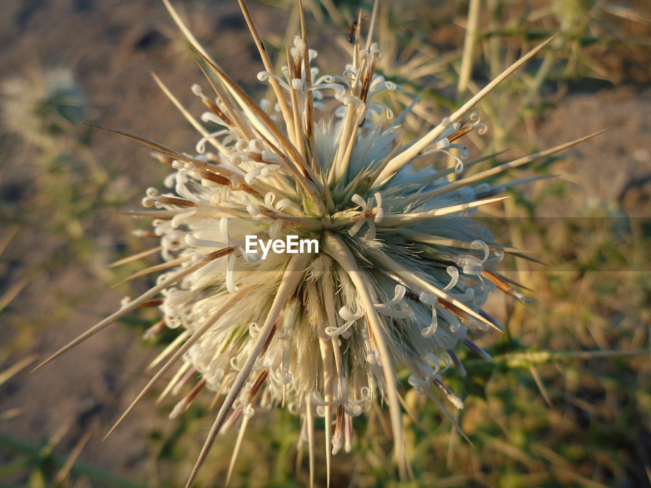 CLOSE-UP OF FLOWER PLANT