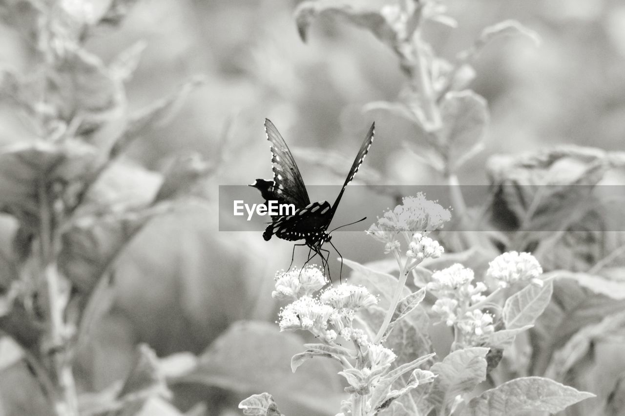 Close-up of butterfly on flower