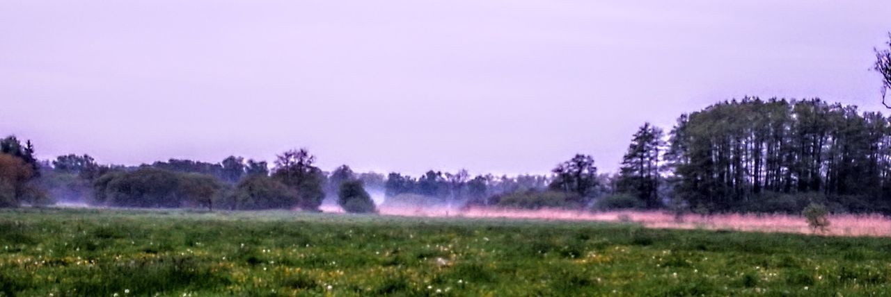 TREES ON FIELD AGAINST SKY