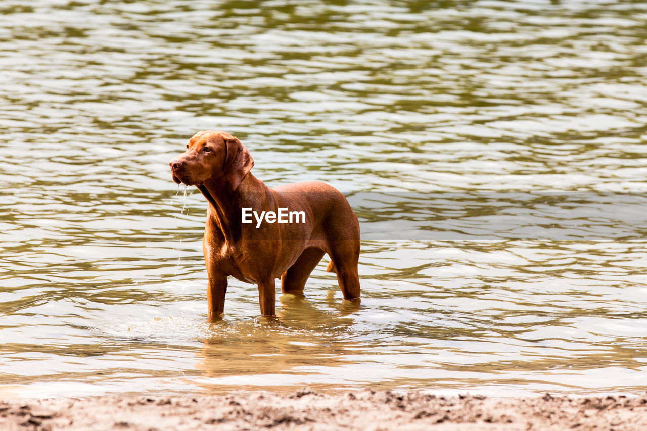 Dog standing in a lake