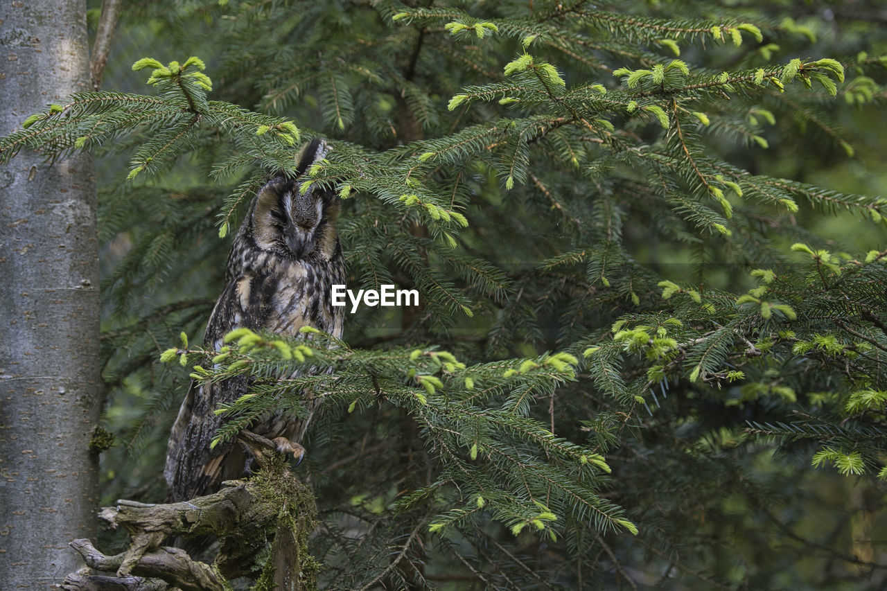 tree, plant, forest, wildlife, jungle, animal, rainforest, nature, animal themes, no people, green, natural environment, animal wildlife, growth, bird, day, one animal, land, plant part, outdoors, branch, woodland, leaf, beauty in nature, owl, mammal