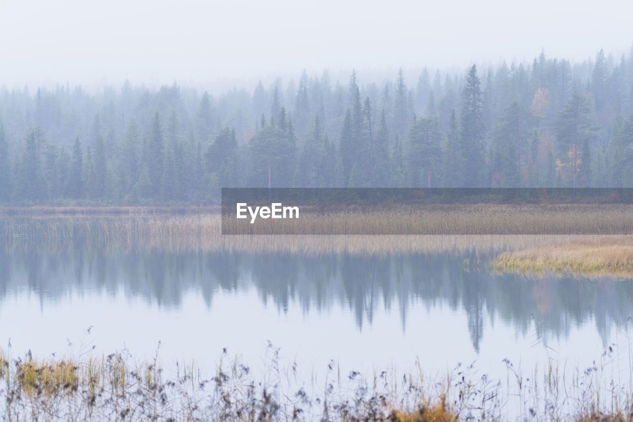 Scenic view of lake by trees in forest