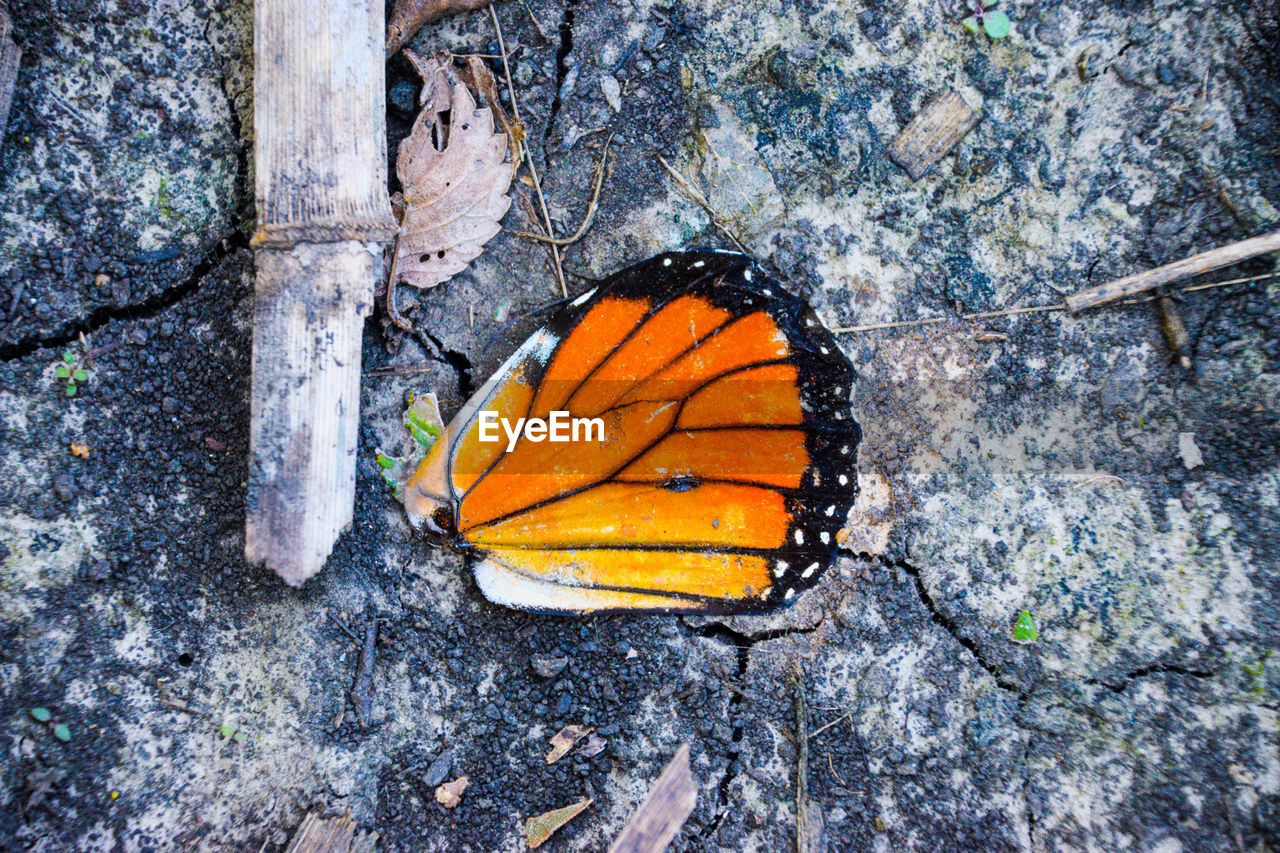 CLOSE-UP OF BUTTERFLY IN LEAF