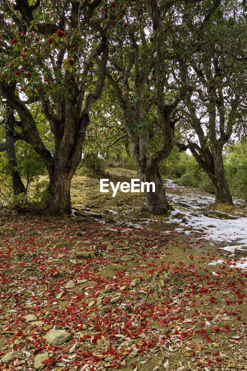 TREES AND PLANTS GROWING ON FIELD IN FOREST