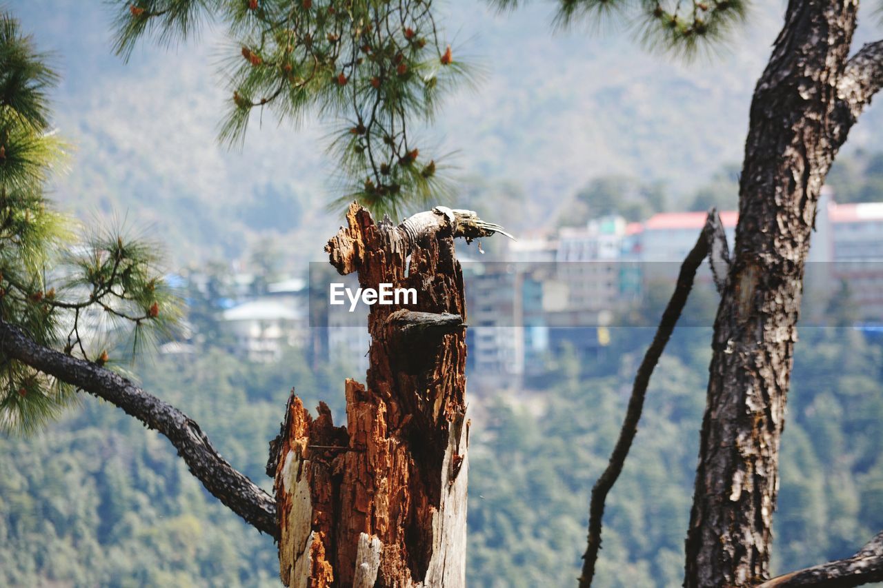 Broken tree trunk