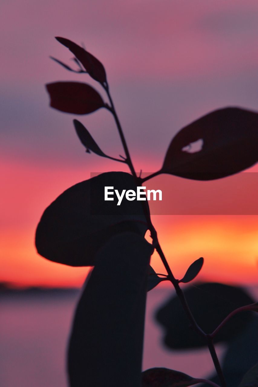 CLOSE-UP OF SILHOUETTE PLANT AGAINST ORANGE SKY