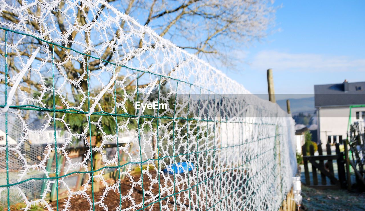 CLOSE-UP OF PLANTS GROWING AGAINST FENCE