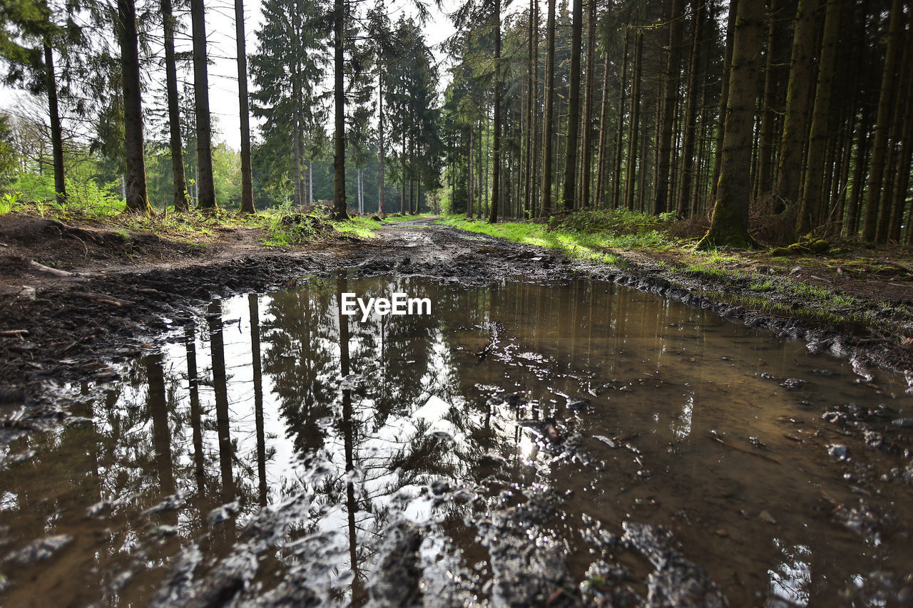 REFLECTION OF TREES ON WATER